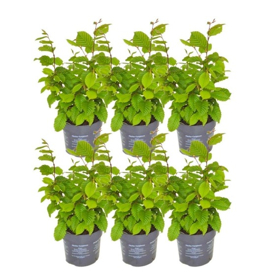 Carpinus betulus - lot de 6