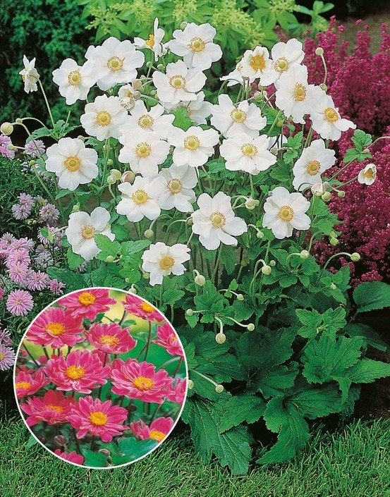 Offre anemones japonica plante vivace - 6 godets