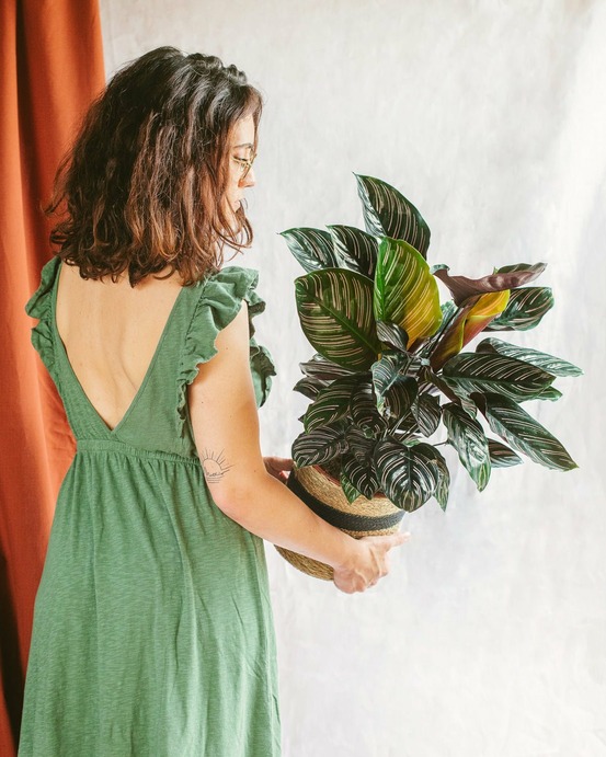Calathea ornata 75cm - plante d'intérieur