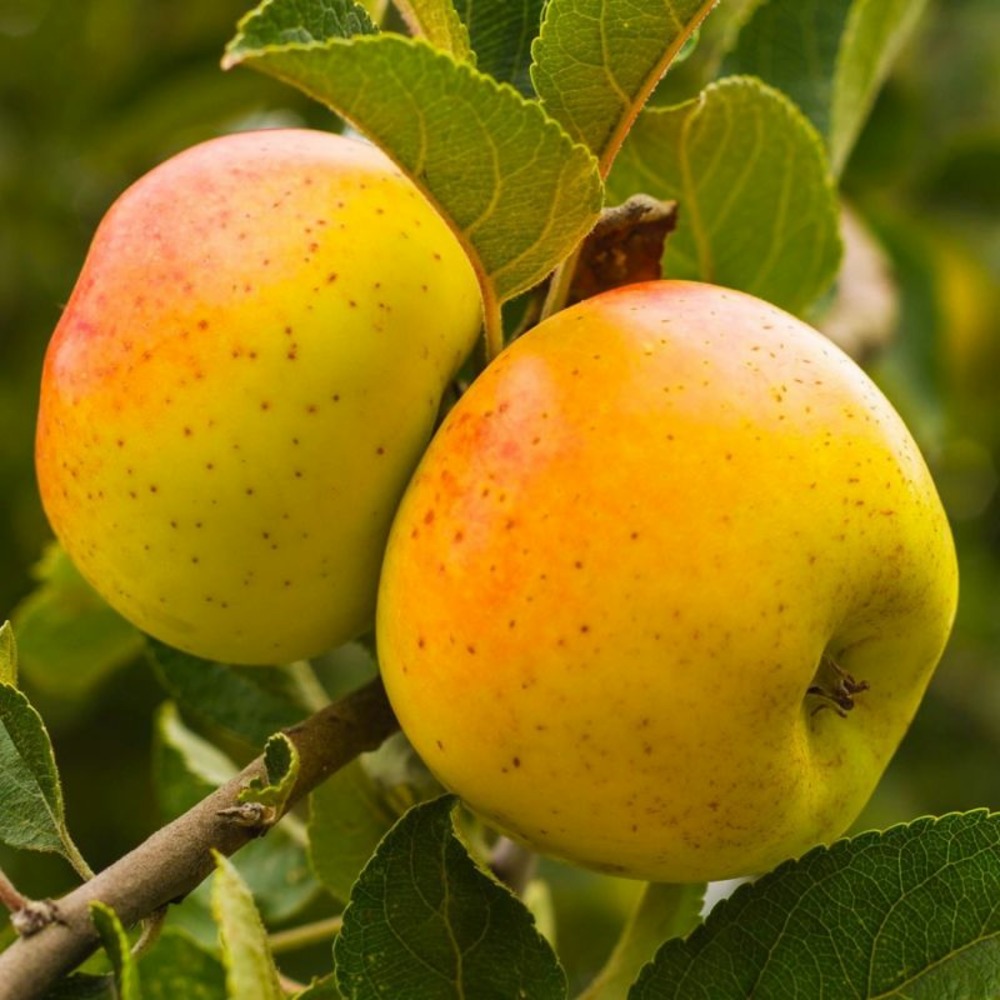 Pommier 'Reinette Clochard'…