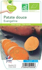 Patate douce evangeline -plant ab  en  pot 0.5 l- plante du jardin