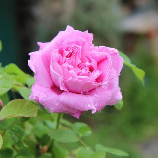 Rosier 'pink voluptia' ®