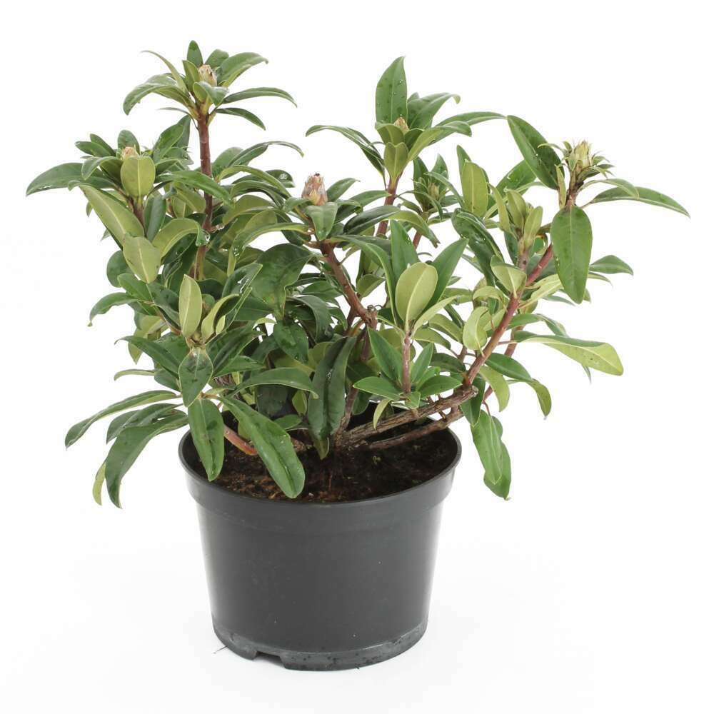 Rhododendron x 'anastasia':conteneur 7.5l
