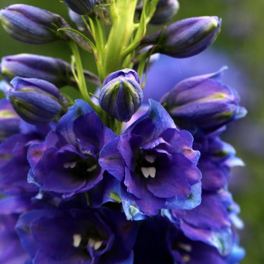 Pied-d'alouette black knight, delphinium lot de 3 godets