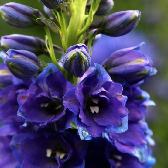 Pied-d'alouette black knight, delphinium lot de 3 godets