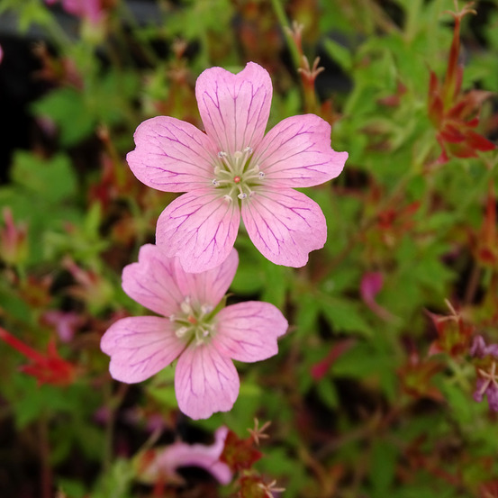 Géranium vivace 'rosenlicht' godet de 8/9 cm