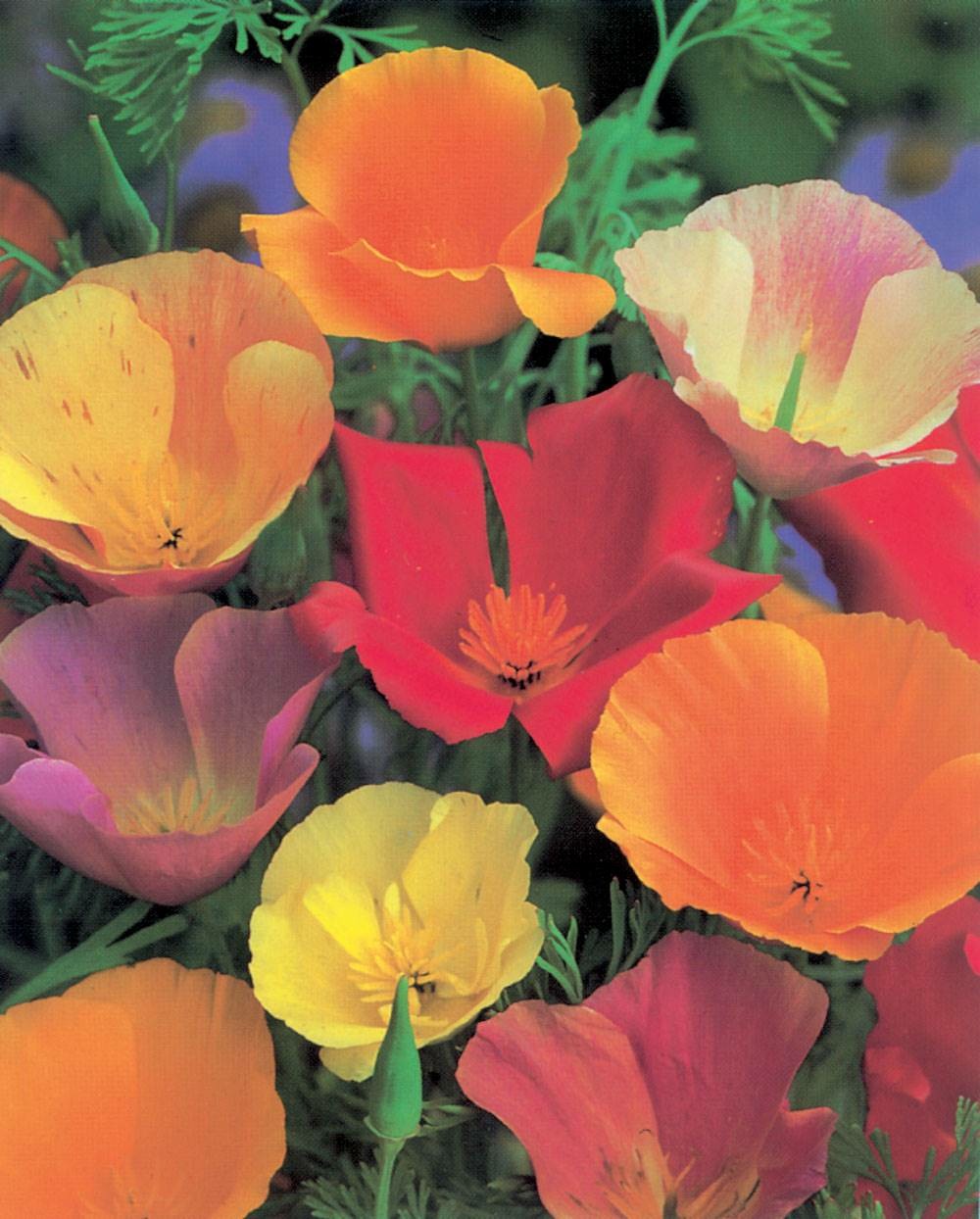 Eschscholtzia melange extra - 1 g