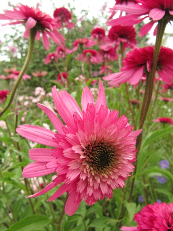 Rudbeckia pourpre 'southern belle' godet de 8/9 cm