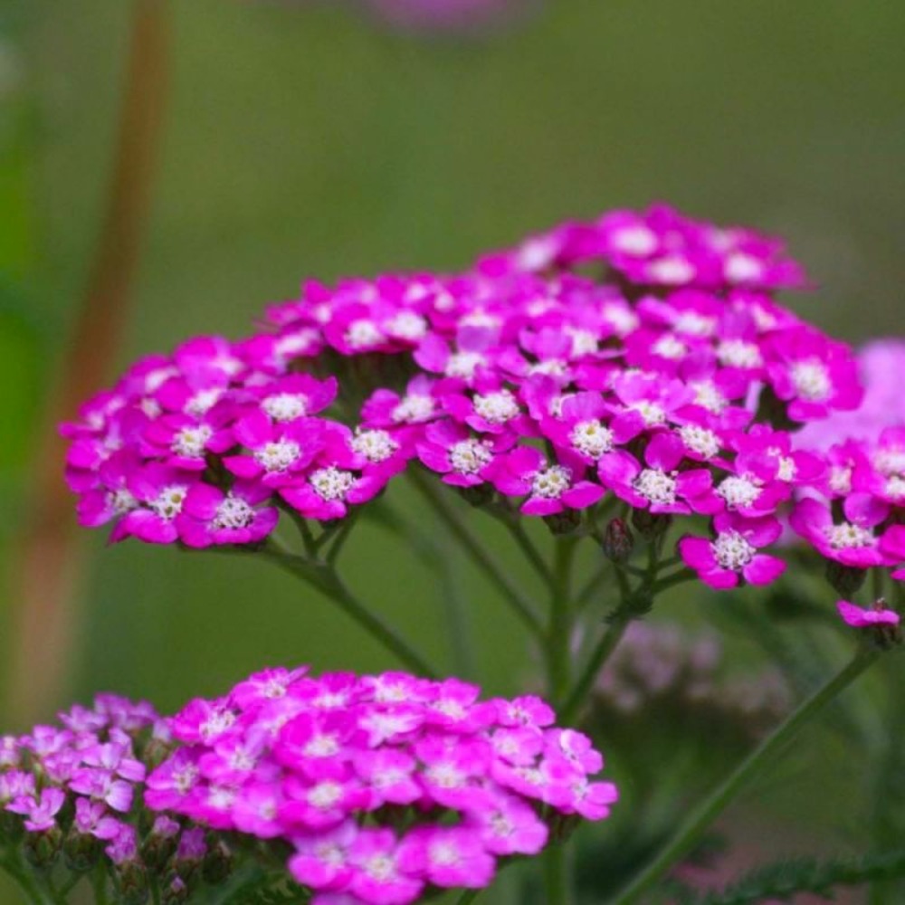 2 Achillées 'Cerise Queen' (Achillea 'Ceri…