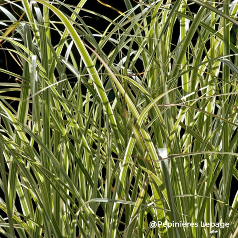 3 herbes à éléphant 'variegatus' (miscanthus sinensis 'variegatus')