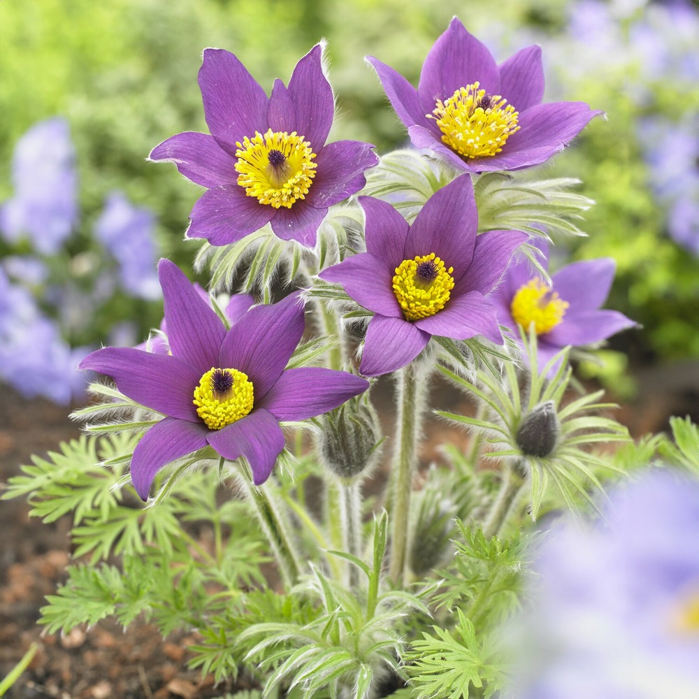 Anémone pulsatille - le pot / ø 9cm