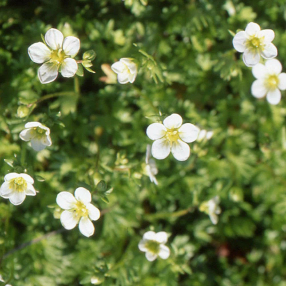 Saxifrage mousse blanc lot de 5 godets