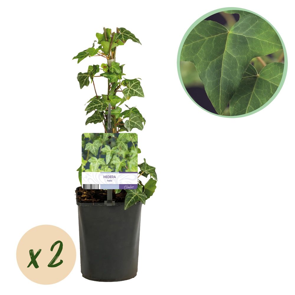 Lierre - pot 11 cm - hauteur 40 cm