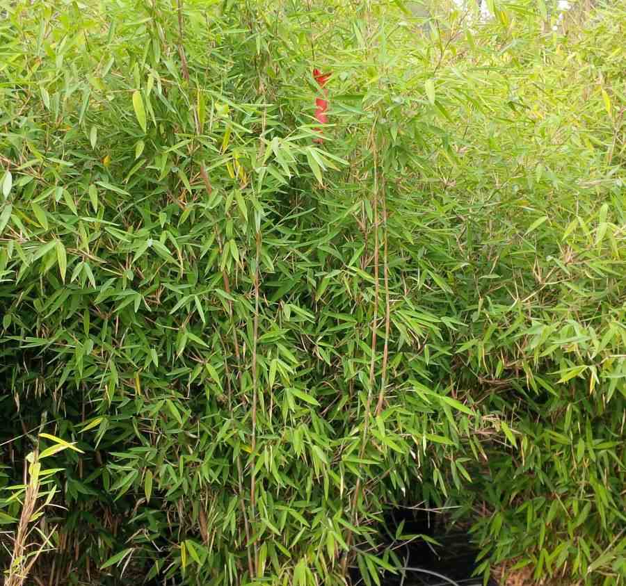 Fargesia nitida "winterjoy" (nitida x murielae) (bambou non traçant) taille pot 2 litres - 40/50cm - 4/7 cannes