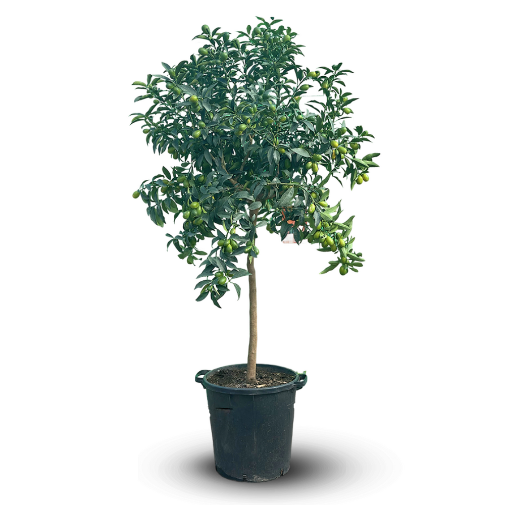 Kumquat - fortunella margarita - agrume méditerranéen - arbre fruitier - ↕ 170-190 cm - ⌀ 35 cm