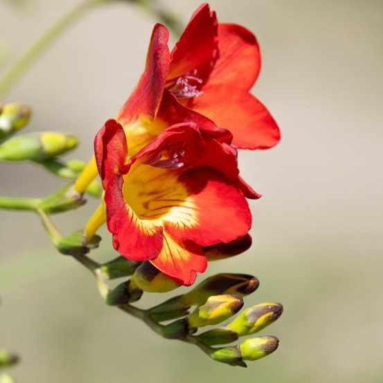 Freesia 'simple rouge' bulbe calibre 5+ (par 20)