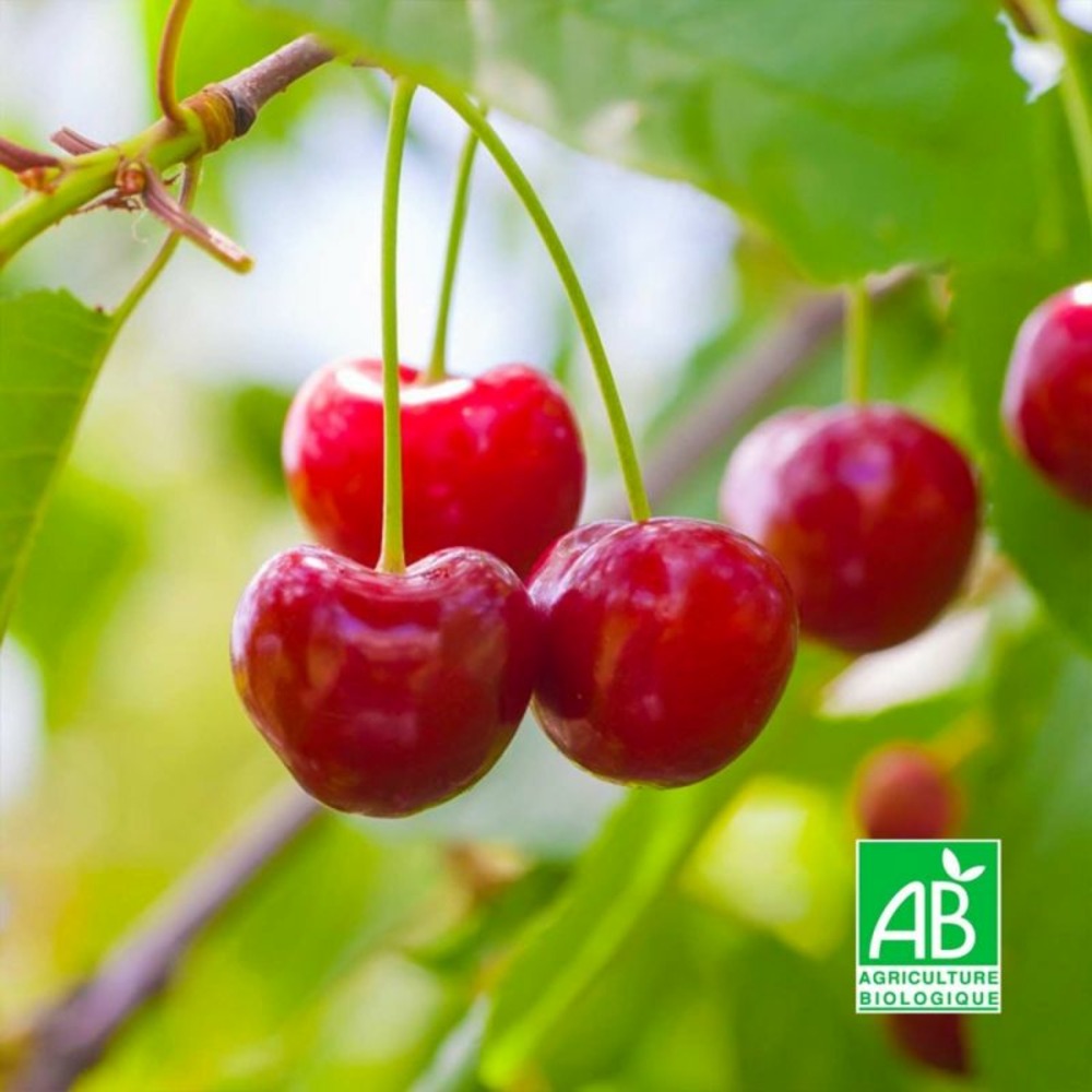 Cerisier 'Bigarreau Burlat' BIO…