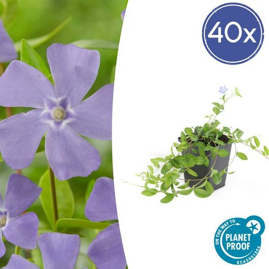Petite pervenche (vinca minor) x40 – entre 2,5 et 3,33m2