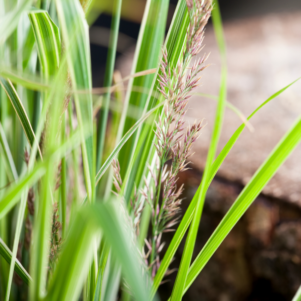 Roseau de chine cabaret - miscanthus sinensis cabaret 20/25cm pot 3l