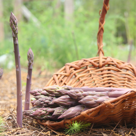 10 griffes asperge super argenteuil 2 ans