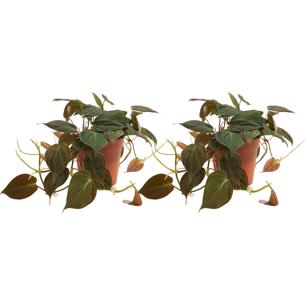 Lot de 2 philodendron ‘micans’ - retombante/grimpante - 15-20 cm - pot 12 cm