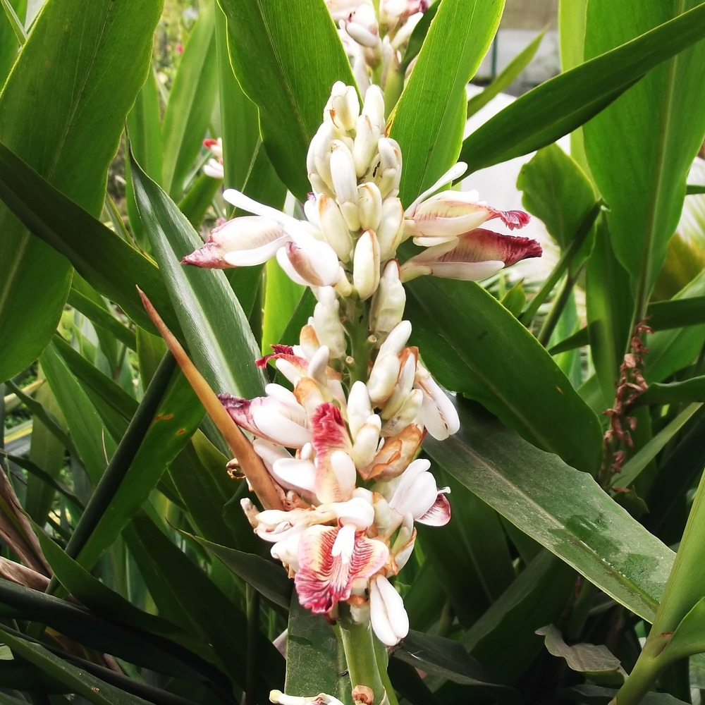 Alpinia galanga pot de 2l/3l