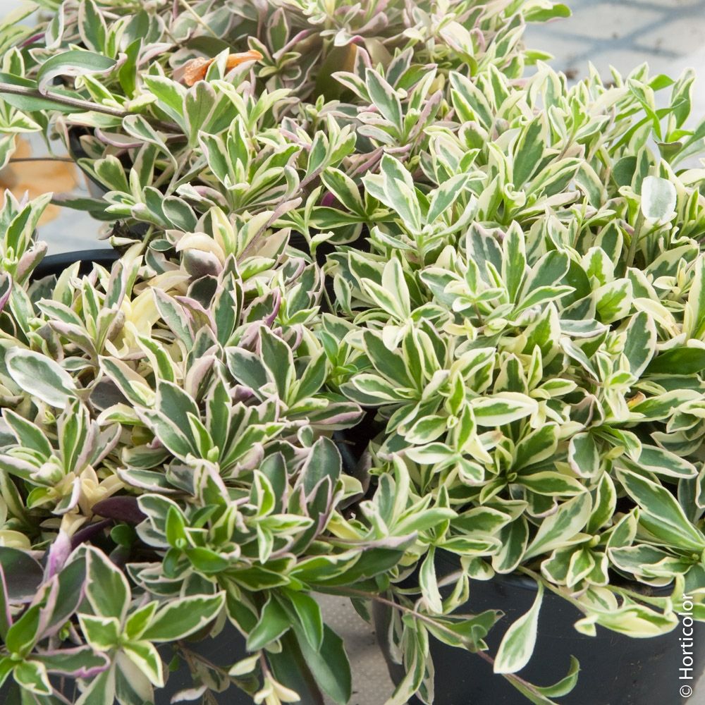 Arabis ferdinandii-coburgii 'variegata' ou arabette panachée | Truffaut