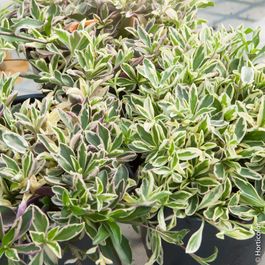 Panachee Arabis ferdinandii-coburgii 'variegata' ou arabette panachée | Truffaut
