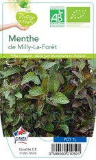 Menthe milly la forêt plante ab pot 1l - plant d'aromatique du jardin
