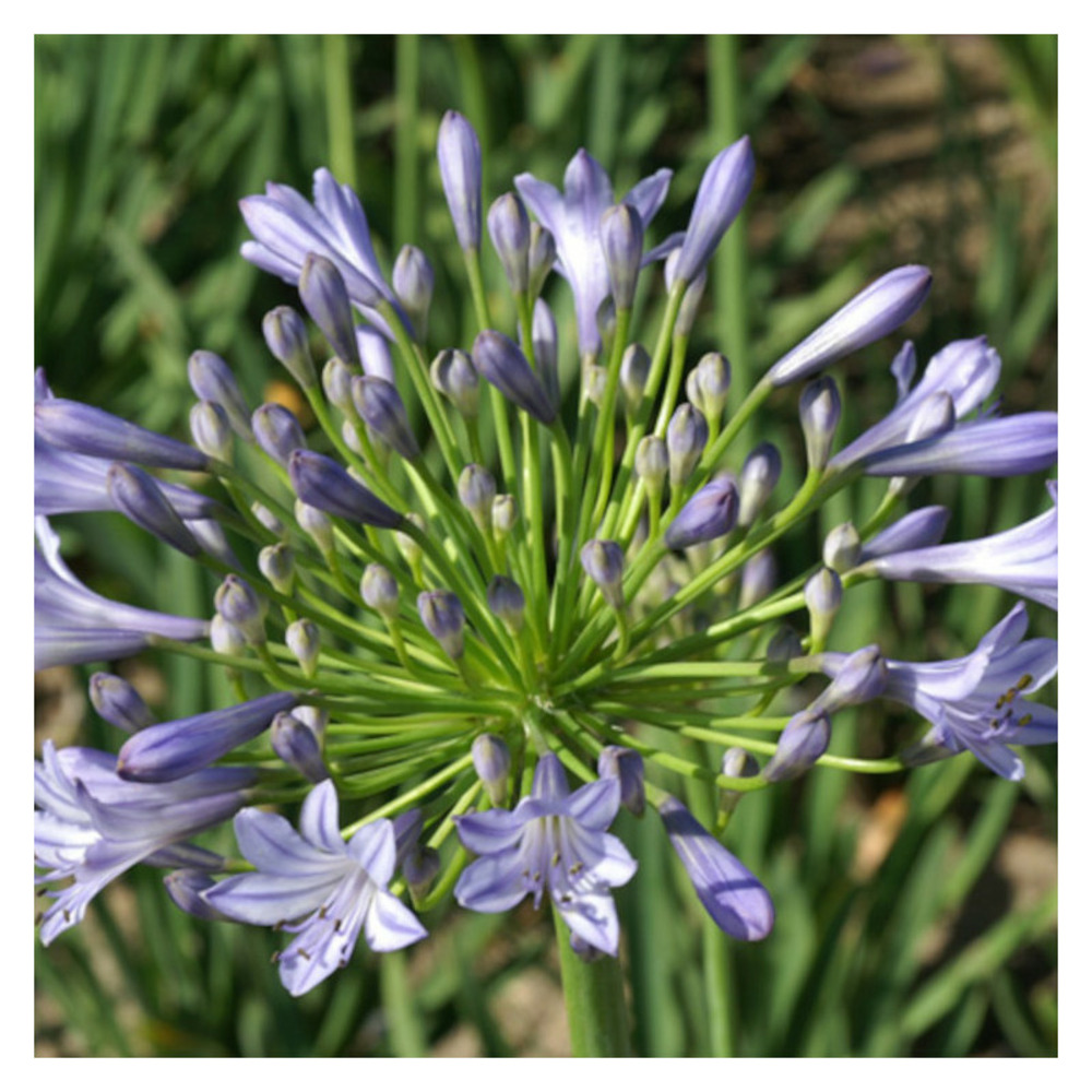 Agapanthe donau lot de 3 godets