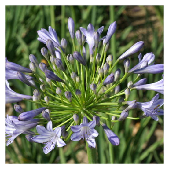 Agapanthe donau lot de 3 godets