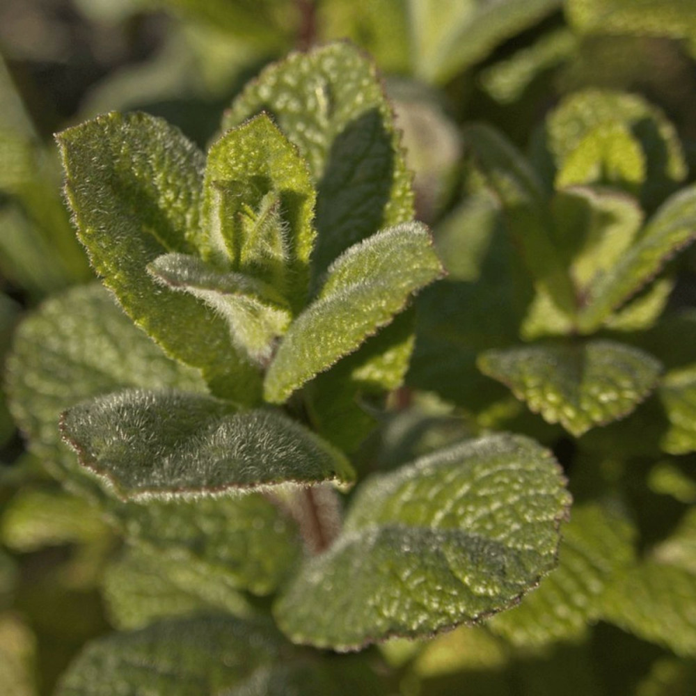 Menthe ananas - prêt à consommer pot de 1,5l - 10/20 cm