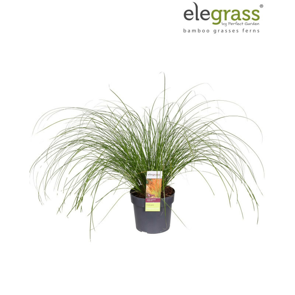 Laîche testacée prairie fire 30cm pot 19cm - carex testacea prairie fire