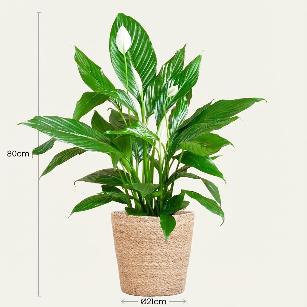 Spathiphyllum