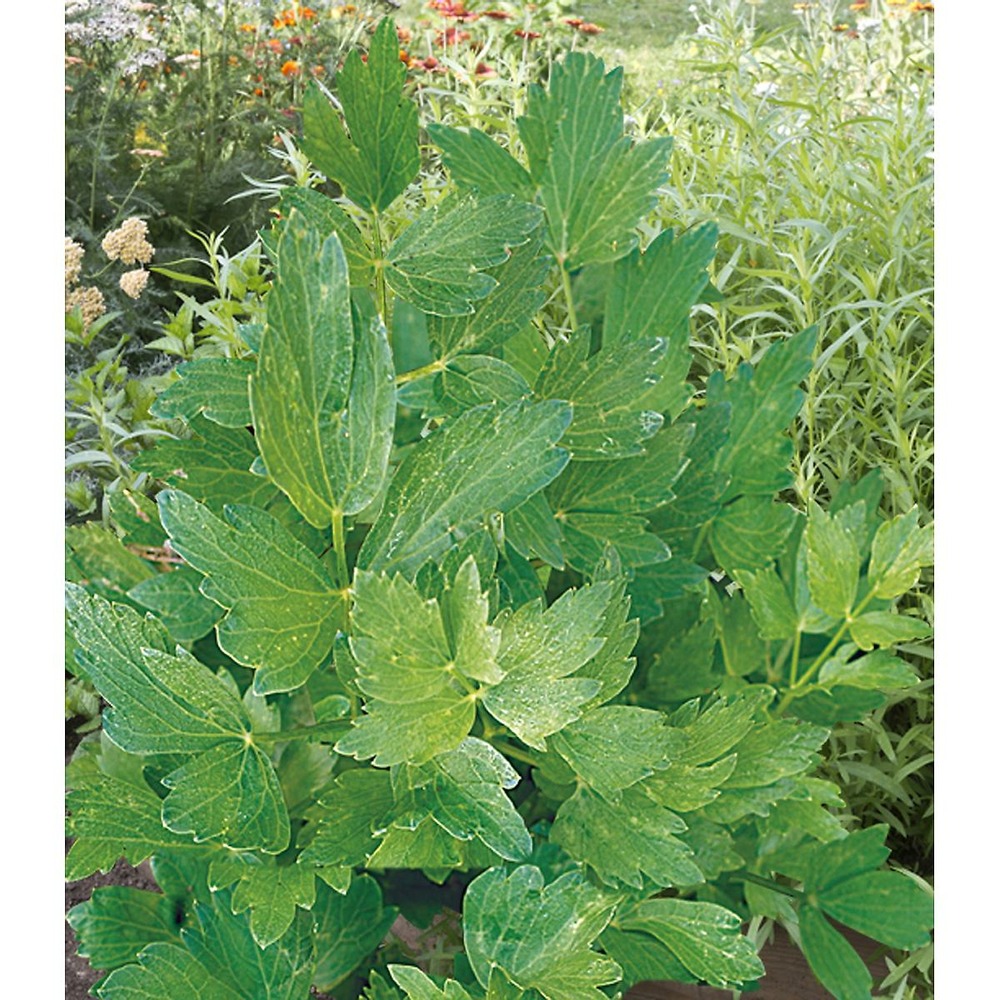 Celeri perpetuel - lot de 2 godets