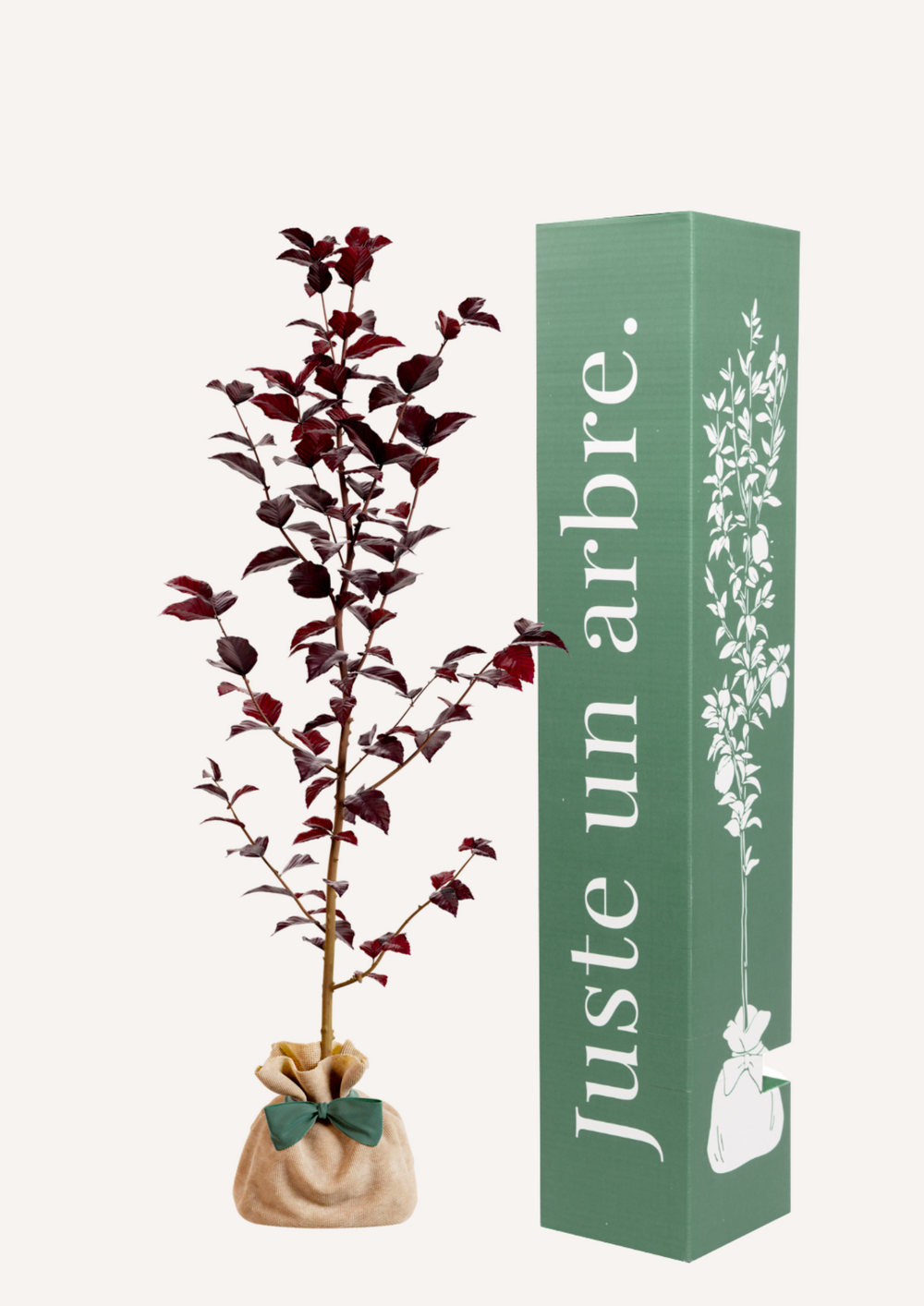 Hêtre pourpre | offrez un arbre pour célébrer les grands moments de vie (naissance, mariage). Un cadeau unique.