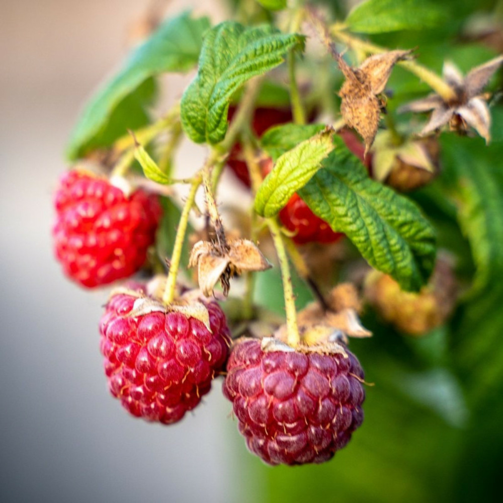 Framboisier autumn happy® pot de 3l - 30/60 cm