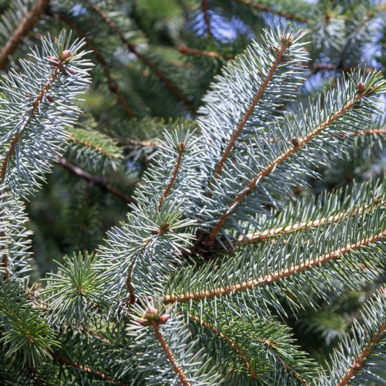 Épicéa silberzwerg - picea sitchensis silberzwerg 30/40cm pot 12l
