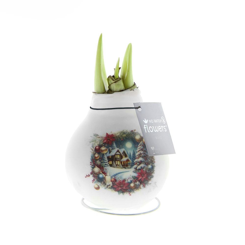 Bulbe d'amaryllis en cire - maison de noël - décoration de noël - h. 15-25 cm à la livraison