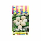 Coloquinte oeuf blanc (nest egg)