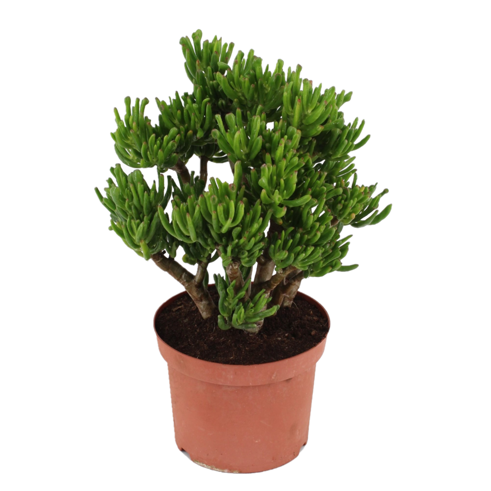Arbre de jade - crassula ovata 'hobbit' - hauteur 45-50cm - ⌀23cm