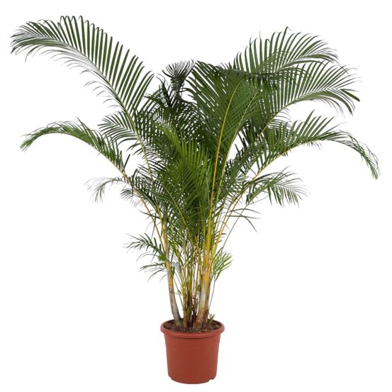 Dypsis lutescens - h240 cm - ø48 cm