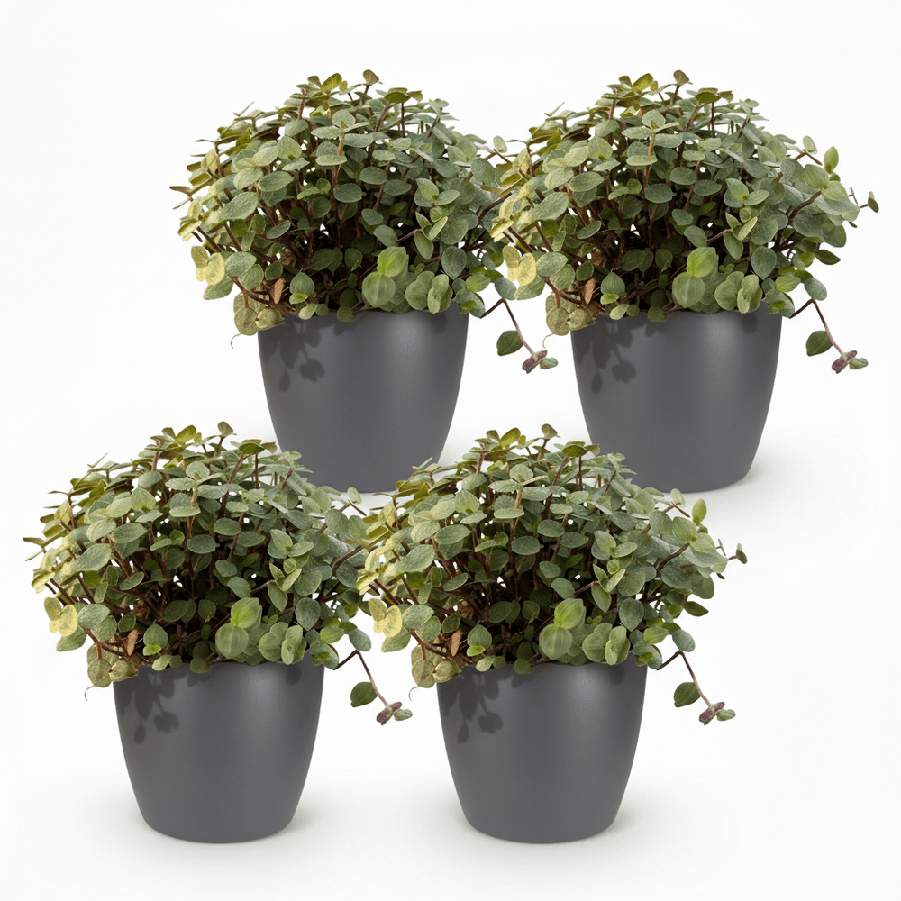 Calissia repens - pet-friendly - pot de 12cm - hauteur 17-20cm