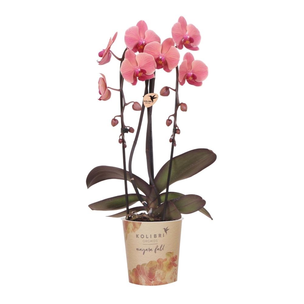 Orchidée phalaenopsis 'narbonne' rose saumon (phalaenopsis) - pot de 12cm - plantes d'intérieur