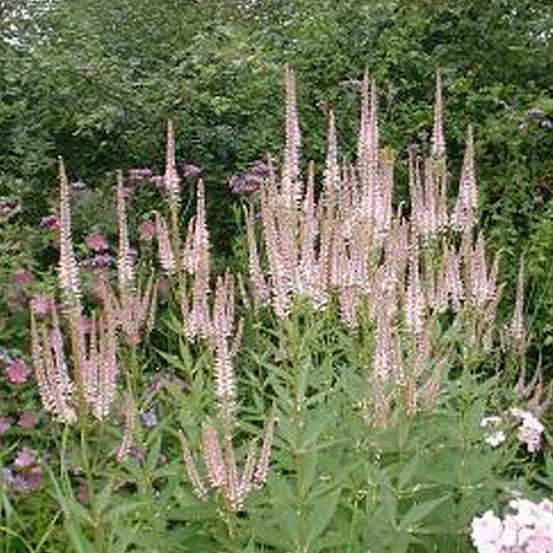 6 x veronicastrum virginicum 'pink glow' - veronicastrum virginicum 'pink glow' - godet 9cm x 9cm