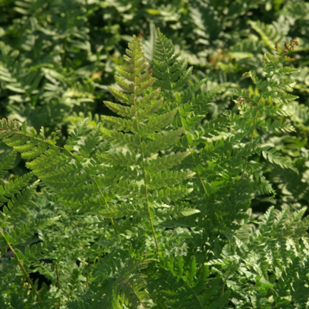 Polystic de braun godet - 5/20 cm