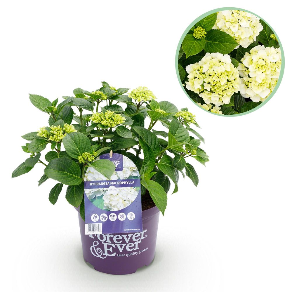 Hortensia forever ever - pot 23 cm - hauteur 55 cm
