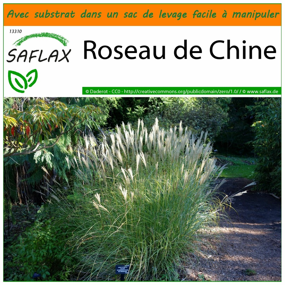 Garden in the bag - roseau de chine - 200 graines - miscanthus sinensis