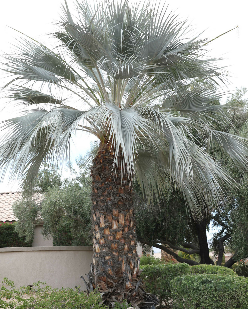 Brahea armata (palmier bleu du mexique) pot de 375l tronc de 70/80 hauteur 200/225cm