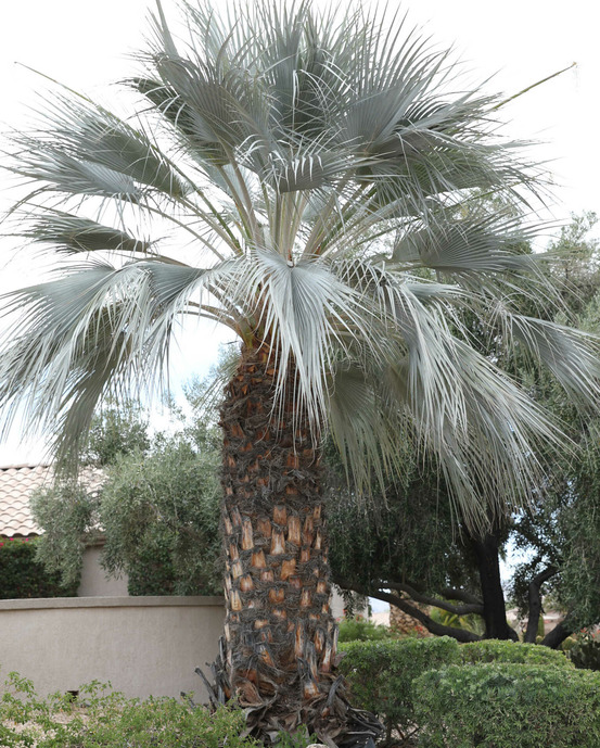 Brahea armata (palmier bleu du mexique) pot de 375l tronc de 70/80 hauteur 200/225cm